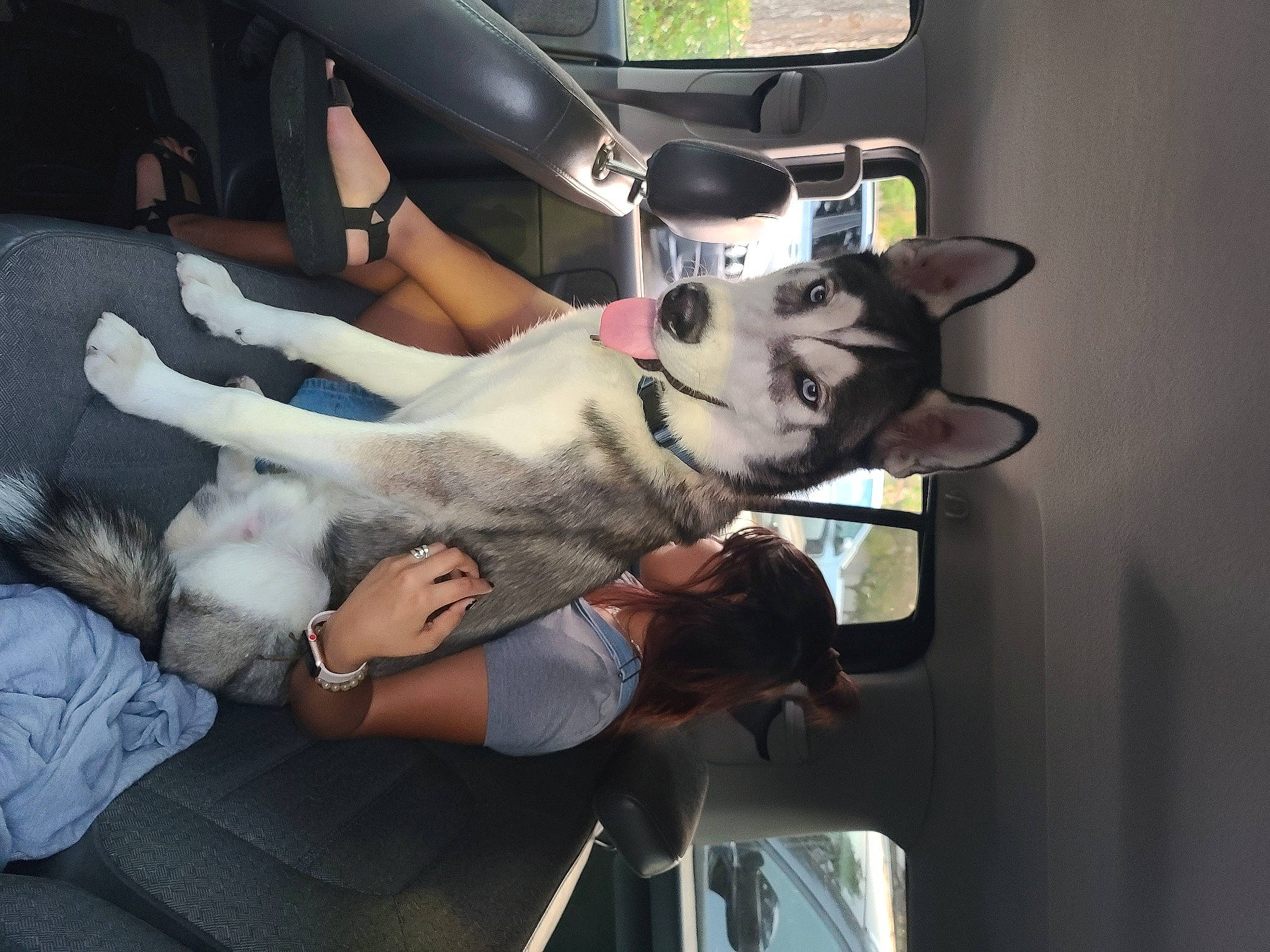 Zeus joined the competition — help win amazing prizes! automotive_design, automotive_exterior, canidae, car, car_seat, car_seat_cover, carnivore, comfort, companion_dog, dog, dog_breed, fawn, gesture, motor_vehicle, seat_belt, snout, sporting_group, vehicle, vehicle_door, watch