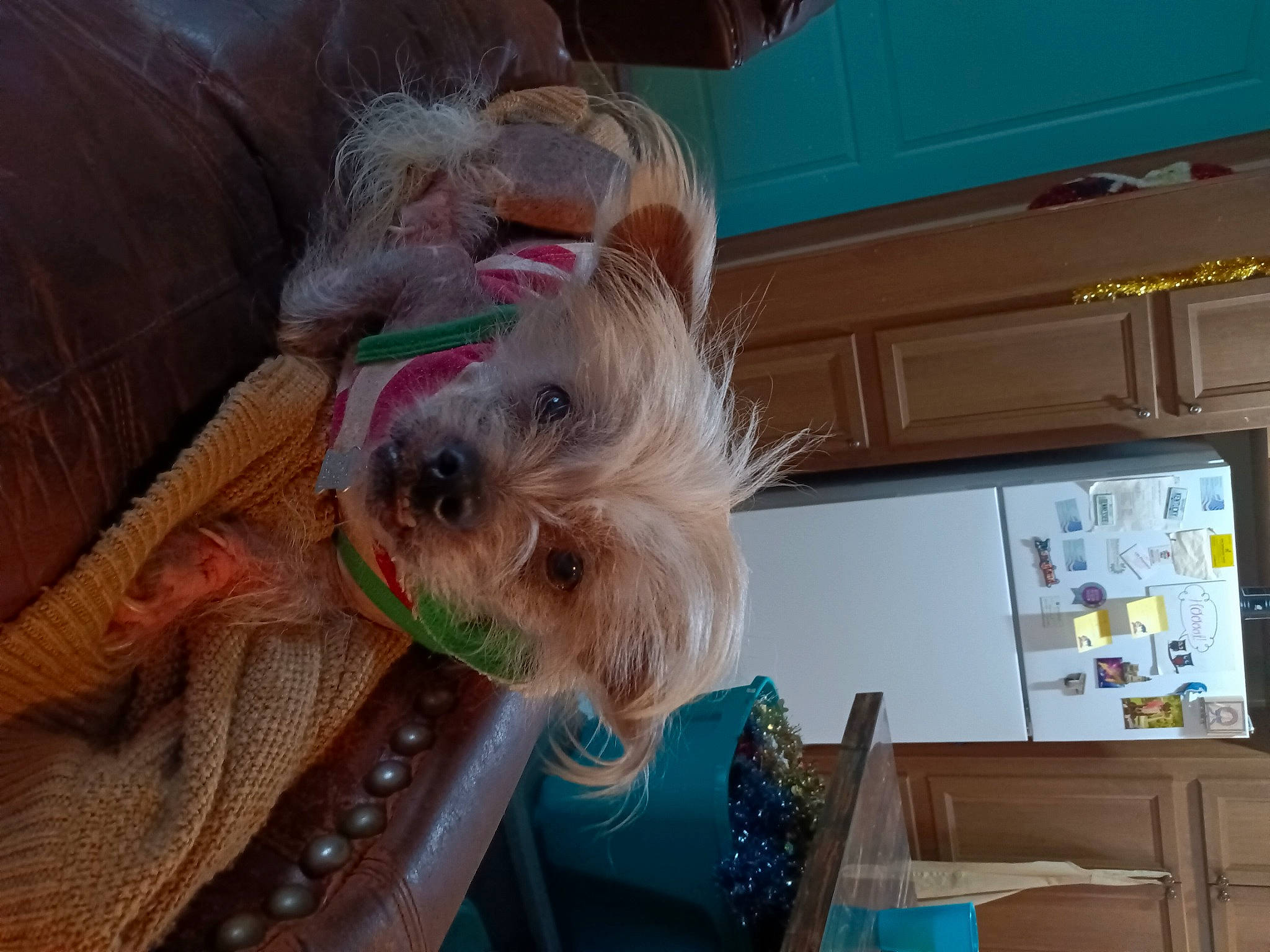 Frankie Allen joined the competition — help win amazing prizes! cabinetry, canidae, carnivore, collar, companion_dog, dog, dog_breed, dog_supply, fawn, fur, holiday, non_sporting_group, pet_supply, schnauzer, small_terrier, snout, sporting_group, terrier, toy_dog, working_animal