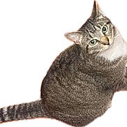 Mr. Frankie joined the competition — help win amazing prizes! cat, tabby, pet, animal, feline, striped, fur, whiskers, tail, sitting, looking_up, green_eyes, cute, domestic_cat, isolated, white_background, portrait, indoor, curious, close_up