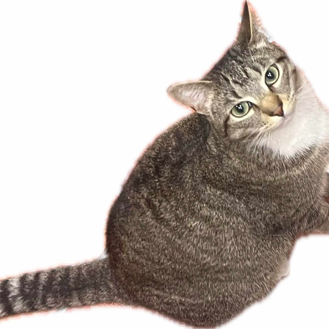 Mr. Frankie joined the competition — help win amazing prizes! animal, cat, close_up, curious, cute, domestic_cat, feline, fur, green_eyes, indoor, isolated, looking_up, pet, portrait, sitting, striped, tabby, tail, whiskers, white_background