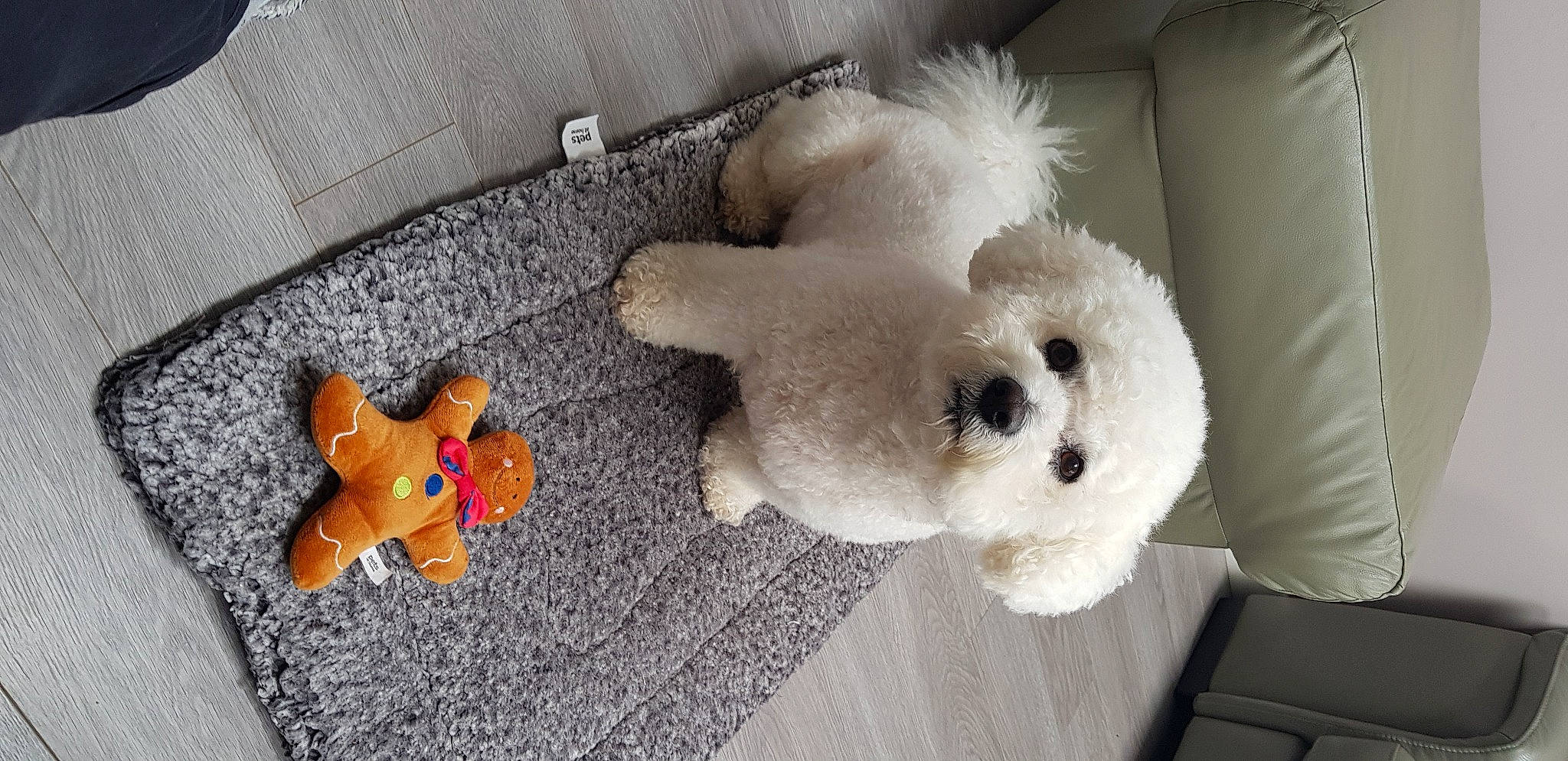 Theo joined the competition — help win amazing prizes! baby_toys, canidae, companion_dog, dog_breed, dog_toy, fawn, fur, mammal, plastic, plush, room, snout, stuffed_toy, sunglasses, tail, teddy_bear, toy, vertebrate, wood, working_animal