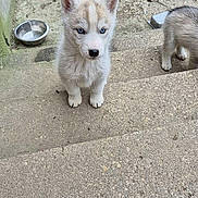 Papillon participe au concours pour gagner de l'argent avec cette photo : puppy, dog, husky, blue_eyes, fur, sitting, steps, concrete, outdoor, pet, bowl, metal_bowl, stairway, curious, close_up, cute, paws, small_animal, hand_truck, wheel