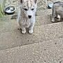 puppy, dog, husky, blue_eyes, fur, sitting, steps, concrete, outdoor, pet, bowl, metal_bowl, stairway, curious, close_up, cute, paws, small_animal, hand_truck, wheel