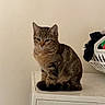 cat, tabby_cat, washing_machine, laundry_basket, clothing, indoor, feline, appliance, household, pet, fur, domestic, curious, sitting, brown, striped, electrolux, ecocare, cleaning, home