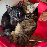 Titou participe au concours pour gagner de l'argent avec cette photo : cat, black_cat, tabby_cat, pets, animal, feline, snuggling, red_bag, cozy, indoor, curious, cute, resting, fur, ears, whiskers, closeup, companion, domestic_animal, cute_animals