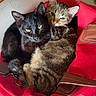 cat, black_cat, tabby_cat, pets, animal, feline, snuggling, red_bag, cozy, indoor, curious, cute, resting, fur, ears, whiskers, closeup, companion, domestic_animal, cute_animals