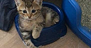 Titou a rejoint le concours — aidez-le/la à gagner de superbes lots ! kitten, cat, tabby, pet_bowl, blue, floor, litter_box, cat_carrier, indoor, young_animal, feline, cute, small, paw, resting, animal, domestic, fur, whiskers, curious