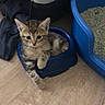 kitten, cat, tabby, pet_bowl, blue, floor, litter_box, cat_carrier, indoor, young_animal, feline, cute, small, paw, resting, animal, domestic, fur, whiskers, curious