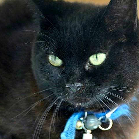 Chipie a rejoint le concours — aidez-le/la à gagner de superbes lots !