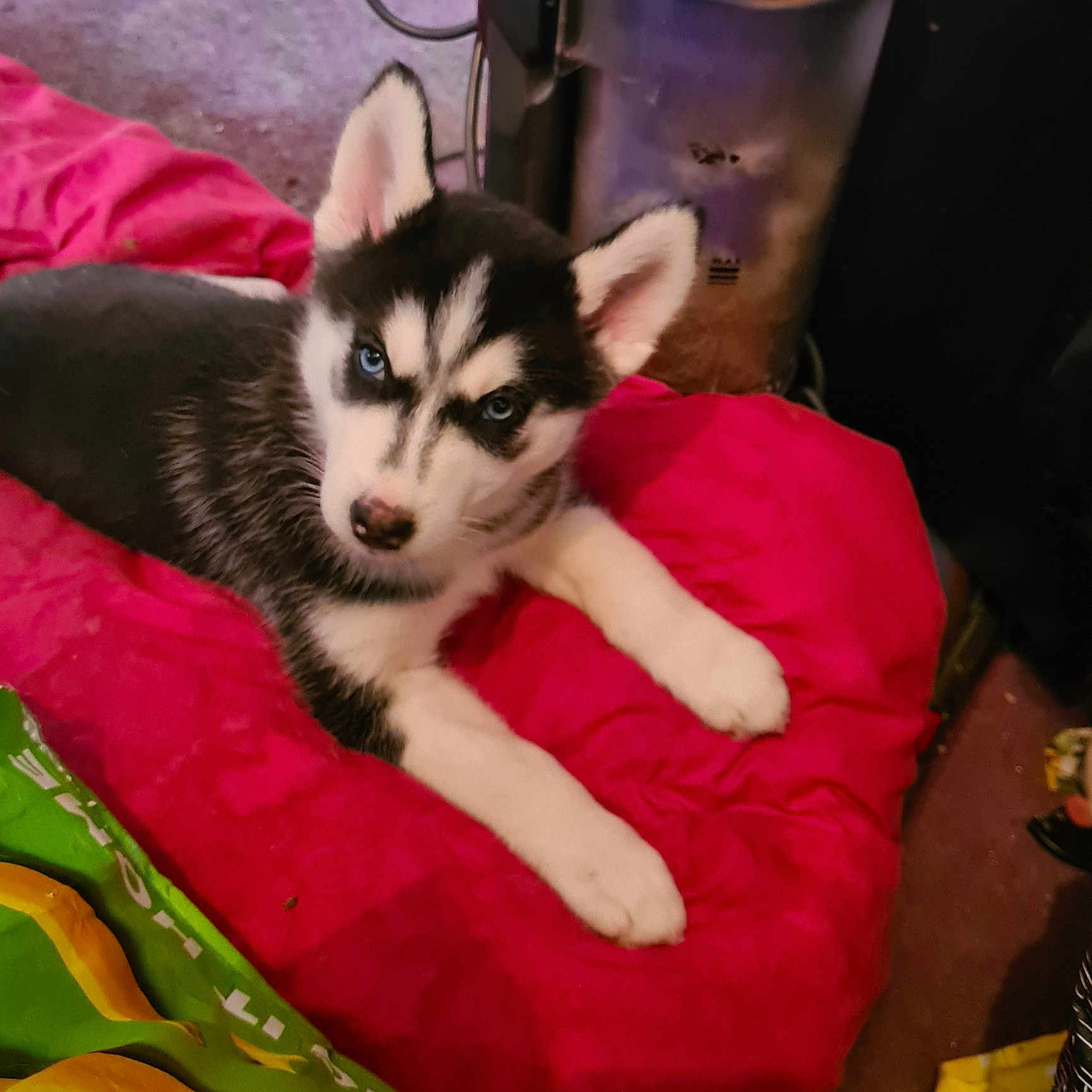 Cheyenne is registered to the contest to win money with this photo: canidae, canis, carnivore, comfort, companion_dog, dog, dog_breed, flooring, fur, non_sporting_group, siberian_husky, sled_dog, small_to_medium_sized_cats, snout, sporting_group, terrestrial_animal, whiskers, wildlife, working_animal, working_dog