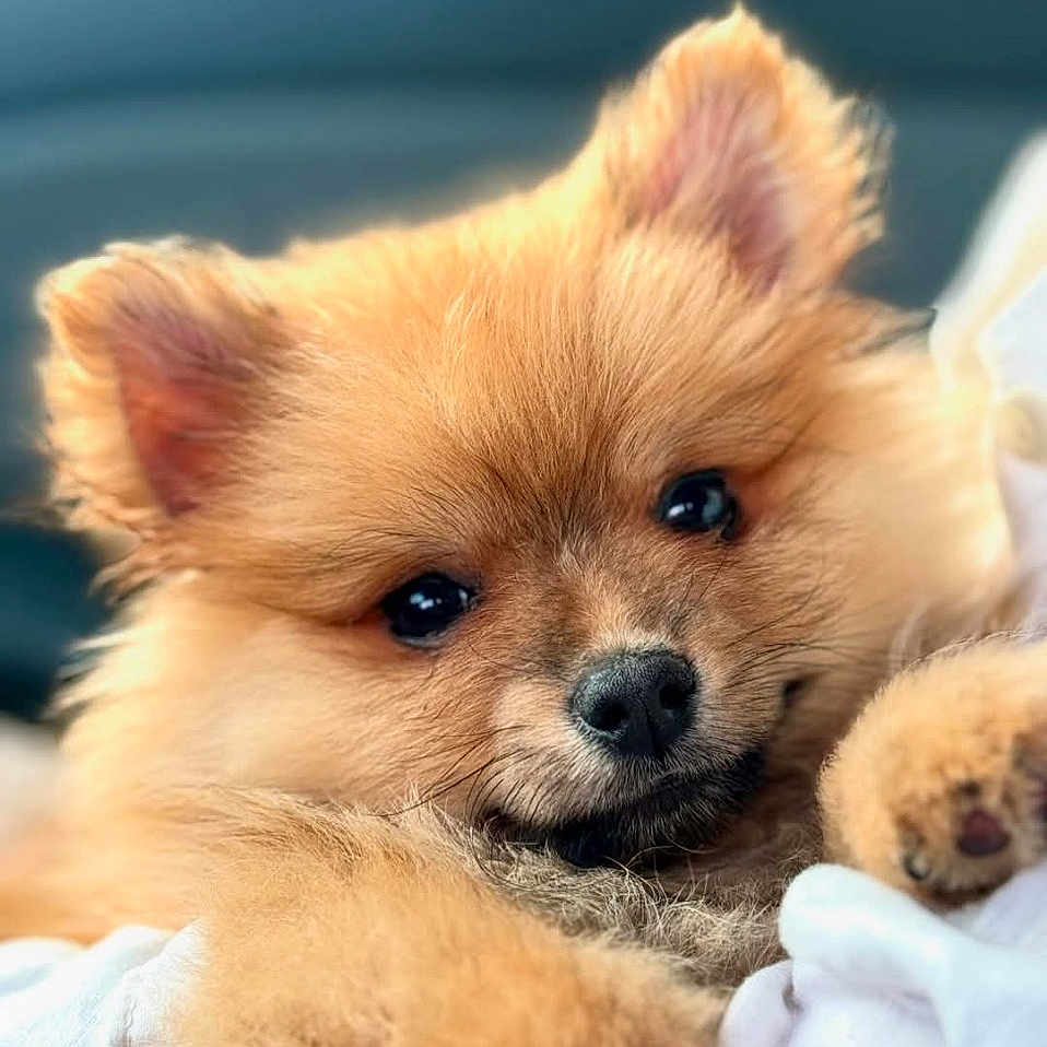 Non participe au concours pour gagner de l'argent avec cette photo : animal, canine, cat, clothing, cockerspaniel, dog, eskimodog, face, glove, head, indoors, interiordesign, papillon, person, pet, photography, portrait, puppy, snout, whitedog
