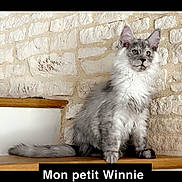 Winnie participe au concours pour gagner de l'argent avec cette photo : cat, kitten, fluffy, gray, white, sitting, wooden_ledge, stone_wall, curious, alert, ears, eyes, pet, animal, indoor, young, feline, portrait, cute, furry