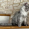 Winnie participe au concours pour gagner de l'argent avec cette photo : cat, fluffy, gray, sitting, wooden_shelf, stone_wall, indoor, pet, feline, long_fur, calm, thoughtful, noble, closeup, animal, domestic_cat, ears, whiskers, tail, portrait