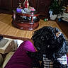 Coco joined the competition — help win amazing prizes! dog, poodle, black_dog, pet, clothing, bow, plaid, lap, indoor, living_room, furniture, wooden_table, plant, curious, cute, small_dog, cozy, home, decor, relaxed