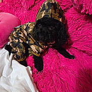 Coco is registered to the contest to win money with this photo: dog, black_dog, camouflage_hoodie, hoodie, pet_clothing, pink_blanket, fluffy_blanket, white_cloth, indoor, cute, small_dog, fur, cozy, resting, animal, companion, looking, texture, soft, colorful