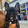 animal, background, black_nose, brindle, cafe, clothing, collar, dog, ears, face, french_bulldog, hand, harness, jacket, outdoor, people, person, pet, puppy, window