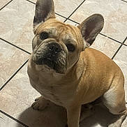 Baby is registered to the contest to win money with this photo: animal, canine, close_up, companion_animal, cute, dark_muzzle, dog, french_bulldog, home, indoor, large_ears, looking_at_camera, pet, portrait, shadow, short_snout, sitting, tan_coat, tile_floor, wrinkles