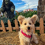 Luna is registered to the contest to win money with this photo: dog, puppy, pet, scruffy_fur, floppy_ears, open_mouth, happy, pink_harness, leash, outdoor, fairground, hay, picket_fence, sculpture, hooded_figure, rainbow, circus_tent, mountains, blue_sky, clouds