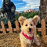 dog, puppy, pet, scruffy_fur, floppy_ears, open_mouth, happy, pink_harness, leash, outdoor, fairground, hay, picket_fence, sculpture, hooded_figure, rainbow, circus_tent, mountains, blue_sky, clouds