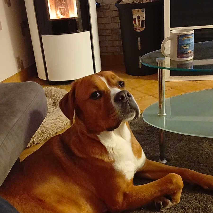 Vénus participe au concours pour gagner de l'argent avec cette photo : animal, brown_dog, coffee_table, companion, cozy, dog, domestic, floor, furniture, heater, household, indoor, living_room, looking_up, mug, pet, relaxed, rug, tile_floor, white_fur