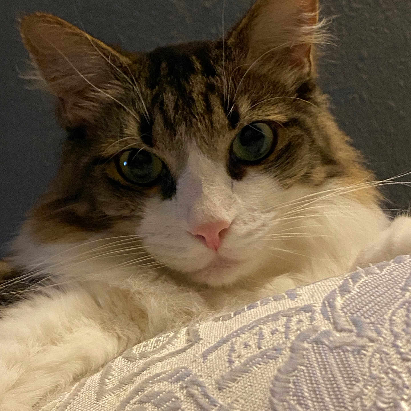 Rio a rejoint le concours — aidez-le/la à gagner de superbes lots ! animal, background, cat, close_up, curious, ears, fabric, face, feline, fluffy, indoor, pet, pink_nose, portrait, relaxed, soft_light, tabby, texture, whiskers, white_fur