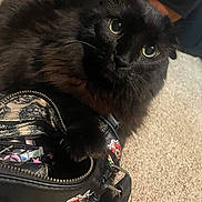 Mr T joined the competition — help win amazing prizes! animal, bag_contents, belt, black_cat, black_handbag, carpet, cat, closeup, clothing, curious, feline, floral_patches, fluffy, green_eyes, handbag, indoor, paw, person, pet, zipper