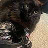 animal, bag_contents, belt, black_cat, black_handbag, carpet, cat, closeup, clothing, curious, feline, floral_patches, fluffy, green_eyes, handbag, indoor, paw, person, pet, zipper
