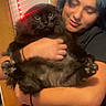 Mr T joined the competition — help win amazing prizes! affection, animal, black_cat, blue_hair, casual, cat, comfort, cozy, cute, door, feline, fluffy_cat, hugging, human_hand, indoor, person, pet, portrait, string_lights, warm_lighting