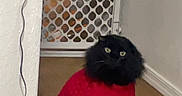 Mr T joined the competition — help win amazing prizes! animal, baby_gate, black_cat, carpet, cat, cord, cozy, curious, domestic_cat, feline, fur, home, indoor, pet, pet_clothing, power_outlet, red_sweater, sitting, wall, wooden_floor