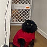 animal, baby_gate, black_cat, carpet, cat, cord, cozy, curious, domestic_cat, feline, fur, home, indoor, pet, pet_clothing, power_outlet, red_sweater, sitting, wall, wooden_floor