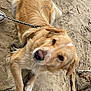 Scarlett participe au concours pour gagner de l'argent avec cette photo : dog, golden_retriever, leash, sand, beach, outdoor, pet, animal, fur, brown_eyes, canine, resting, nature, driftwood, closeup, portrait, paw, fluffy, cute, companion
