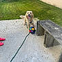 dog, golden_retriever, soccer_ball, patio, grass, bench, shoes, outdoor, playful, happy, tongue_out, leash, concrete, greenery, daylight, pet, animal, fun, wood, summer