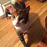 Boots joined the competition — help win amazing prizes! cat, calico, pet, indoor, wooden_floor, curious, feline, whiskers, paw, green_eyes, household, lamp, cord, rug, door, furniture, closeup, animal, mammal, domestic