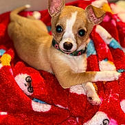 Lani is registered to the contest to win money with this photo: animal, blanket, brown_fur, canine, close_up, collar, cozy, cute, dog, floppy_ear, indoor, lying_down, pet, photography, portrait, puppy, red_blanket, standing_ear, white_markings, wide_eyes