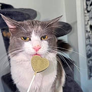 Kitty joined the competition — help win amazing prizes! animal, cat, cat_tower, close_up, feline, gray_cat, hand, heart_shaped_treat, home, indoor, licking, lollipop, pet, pink_nose, pointed_ears, portrait, sitting, whiskers, white_cat, yellow_eyes