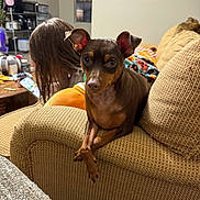Reese is registered to the contest to win money with this photo: dog, couch, indoor, person, phone, long_hair, blanket, furniture, living_room, pet, brown_dog, relaxing, textured_fabric, seated, casual, home, window, shelf, orange_blanket, cute