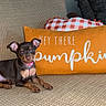 Reese joined the competition — help win amazing prizes! puppy, dog, couch, pillow, orange, text, pet, indoor, cozy, living_room, small_dog, brown_dog, cute, alert, decor, fabric, home, relaxing, resting, animal