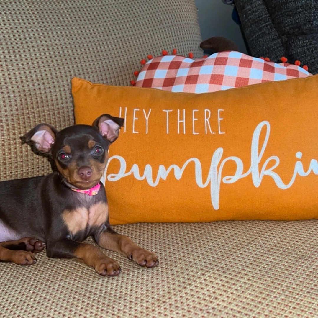 Reese joined the competition — help win amazing prizes! puppy, dog, couch, pillow, orange, text, pet, indoor, cozy, living_room, small_dog, brown_dog, cute, alert, decor, fabric, home, relaxing, resting, animal
