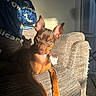 Reese is registered to the contest to win money with this photo: dog, small_dog, brown_dog, couch, furniture, sunlight, indoor, ears, pet, animal, relaxing, cozy, blanket, home, portrait, laying, fur, shadow, daylight, living_room
