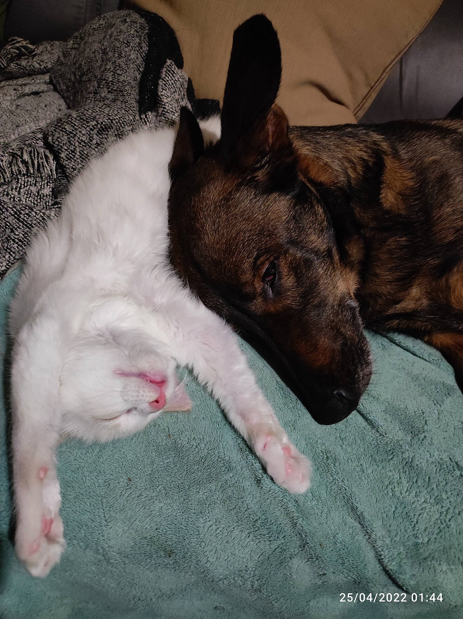 Castiel a rejoint le concours — aidez-le/la à gagner de superbes lots ! bull_terrier, canidae, carmine, carnivore, comfort, companion_dog, dog, dog_breed, ear, fawn, nap, non_sporting_group, paw, sleep, snout, sporting_group, terrestrial_animal, terrier, whiskers, working_animal