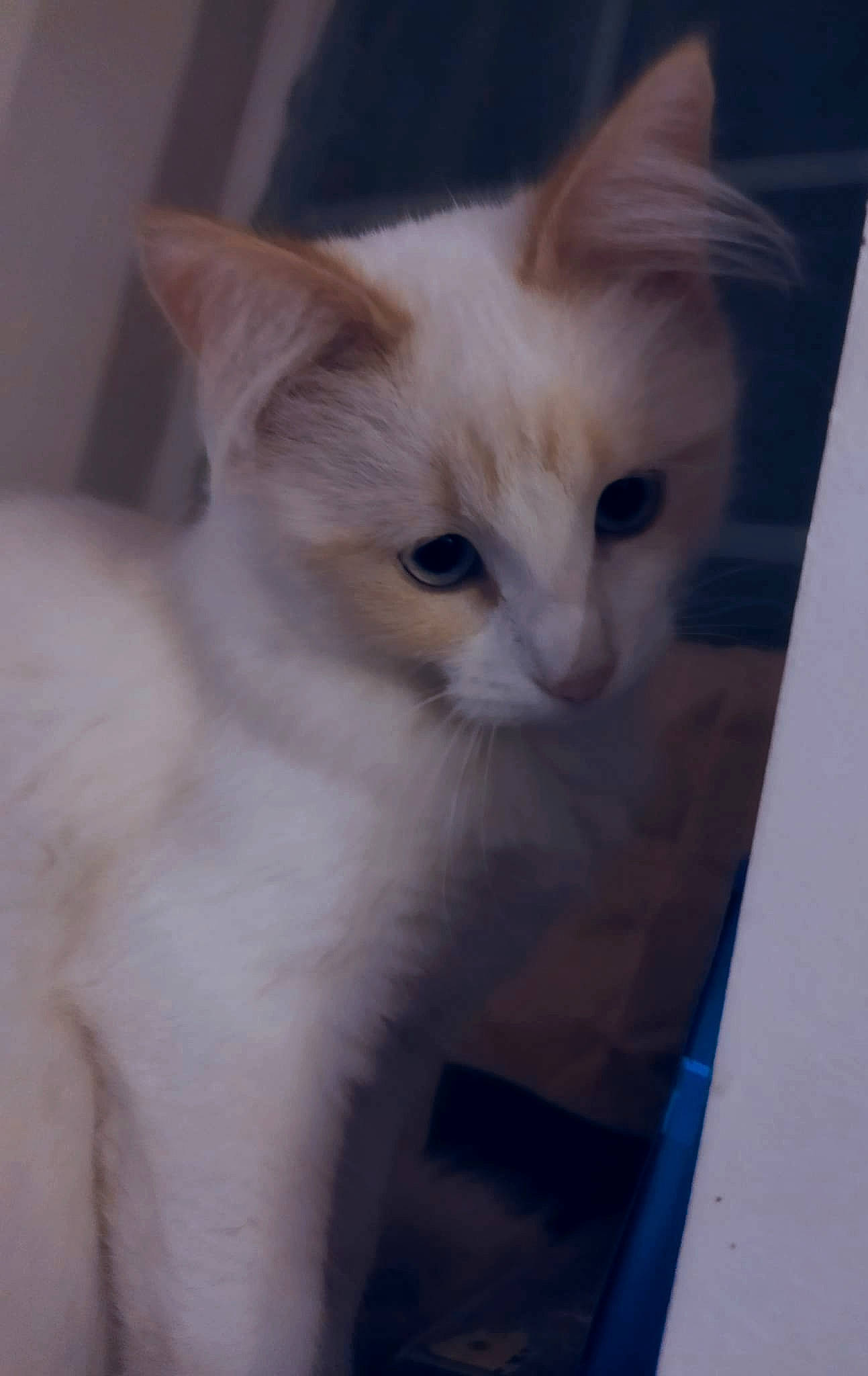 Castiel a rejoint le concours — aidez-le/la à gagner de superbes lots ! carnivore, cat, domestic_short_haired_cat, fawn, felidae, fur, paw, pet_supply, small_to_medium_sized_cats, snout, tail, whiskers