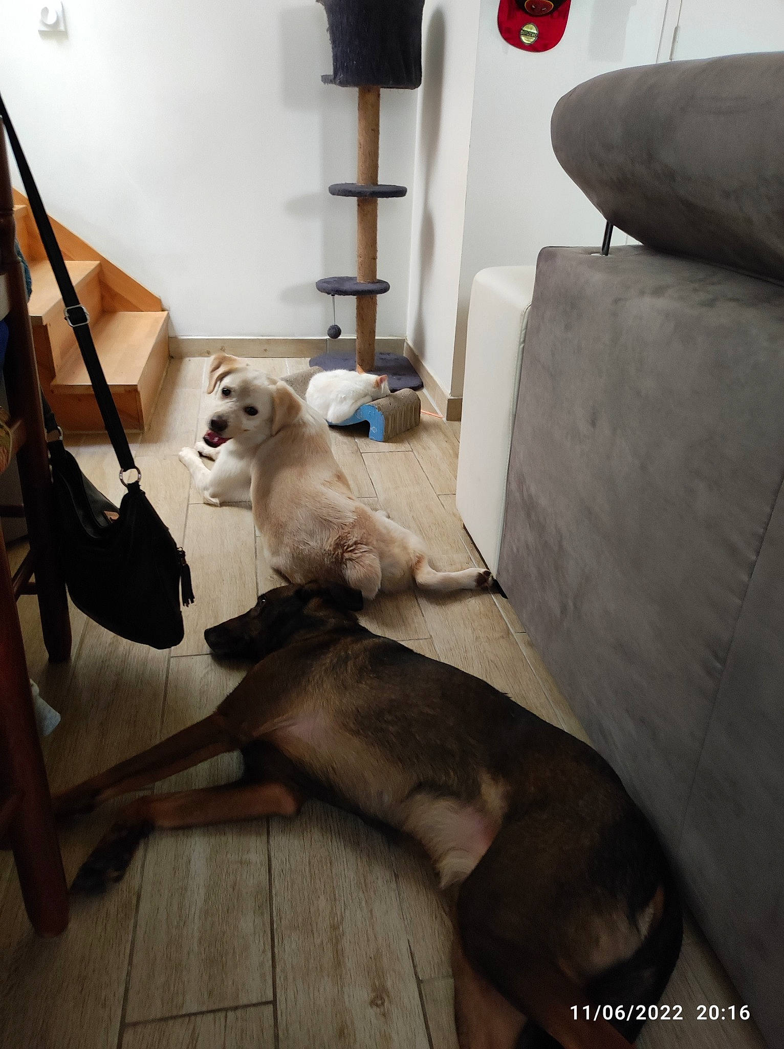 Castiel participe au concours pour gagner de l'argent avec cette photo : art, carnivore, chair, comfort, companion_dog, couch, dog_breed, fawn, felidae, floor, flooring, grey, hardwood, interior_design, small_to_medium_sized_cats, tail, toy_dog, whiskers, wood, working_animal