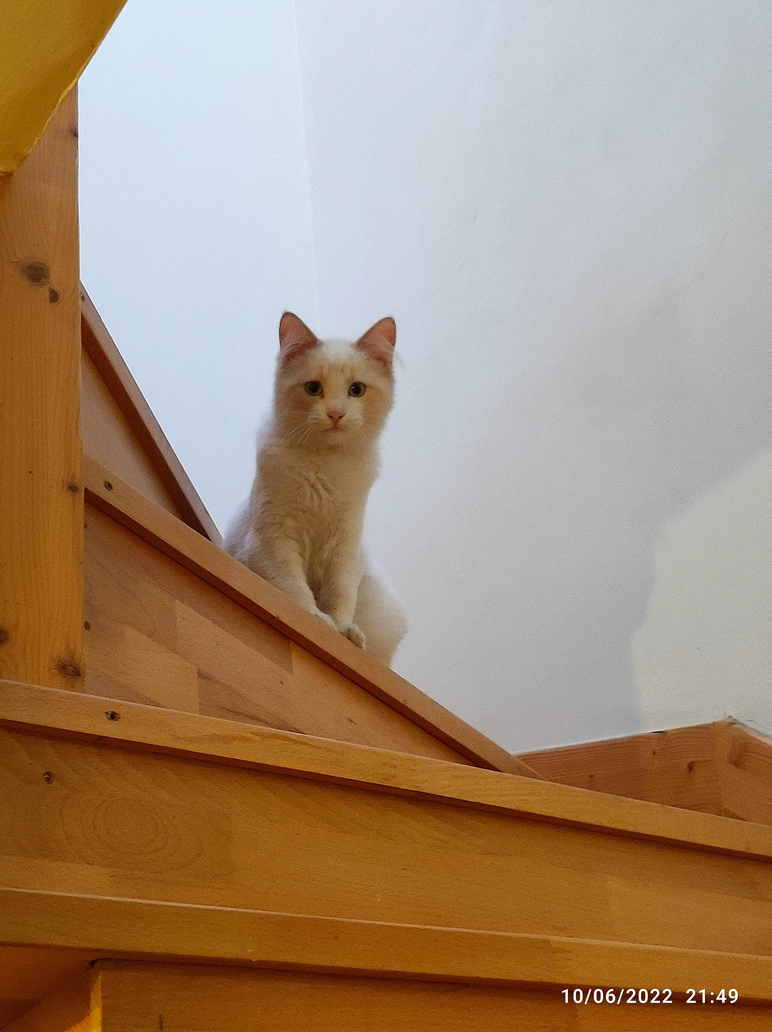 Castiel participe au concours pour gagner de l'argent avec cette photo : carnivore, cat, daylighting, domestic_short_haired_cat, facade, fawn, felidae, fur, hardwood, house, plywood, roof, sky, small_to_medium_sized_cats, snout, tail, tree, whiskers, window, wood