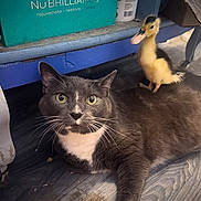 Sheldon joined the competition — help win amazing prizes! cat, duckling, animal, pet, indoor, wood_floor, shelf, box, whiskers, tuxedo_cat, yellow_duckling, bird, mammal, friendship, cute, surprised, lying_down, standing, closeup, flooring