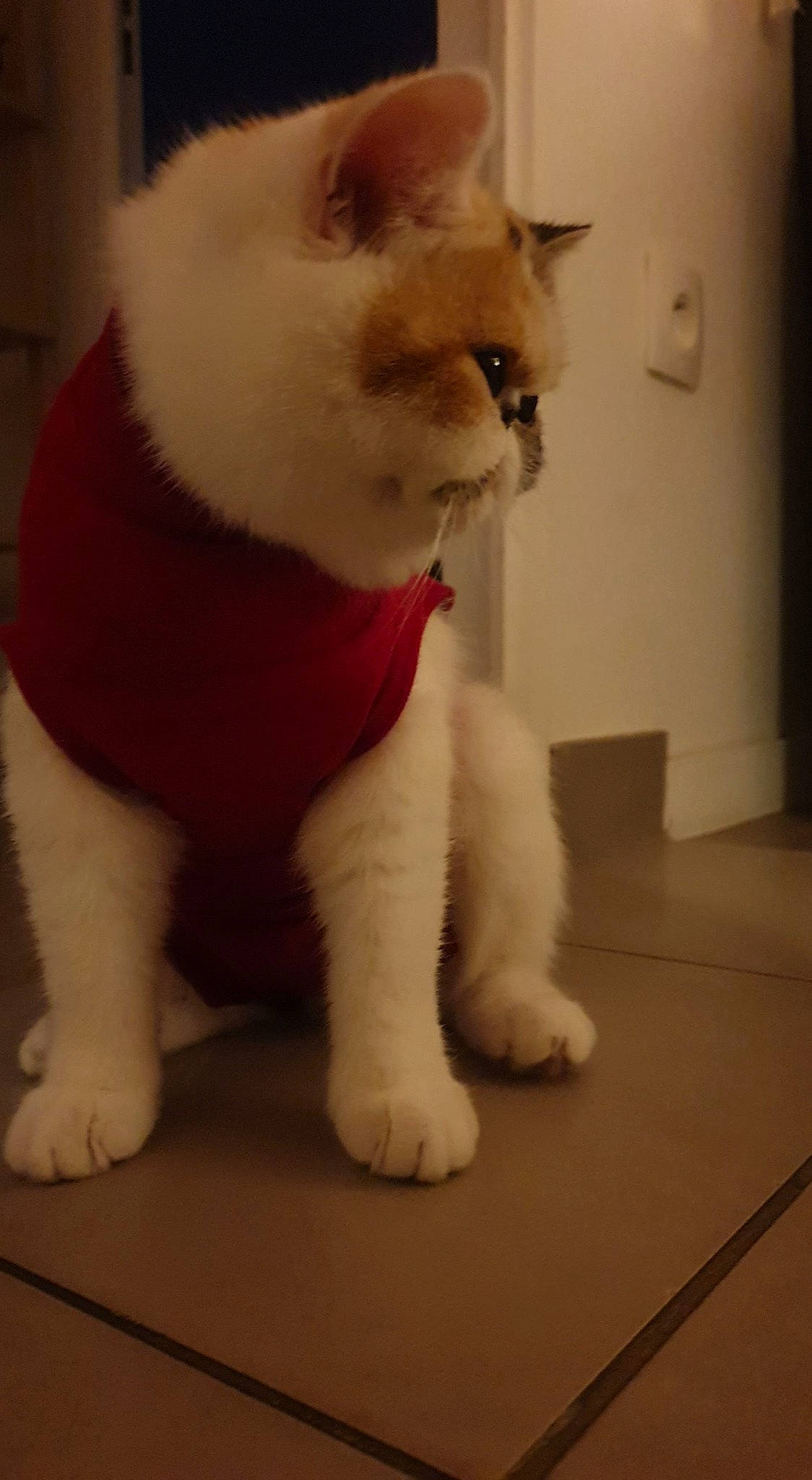 Bernie participe au concours pour gagner de l'argent avec cette photo : canidae, carmine, carnivore, cat, claw, companion_dog, dog_breed, domestic_short_haired_cat, fang, fawn, felidae, flooring, fur, paw, small_to_medium_sized_cats, snout, tail, terrestrial_animal, toy, whiskers