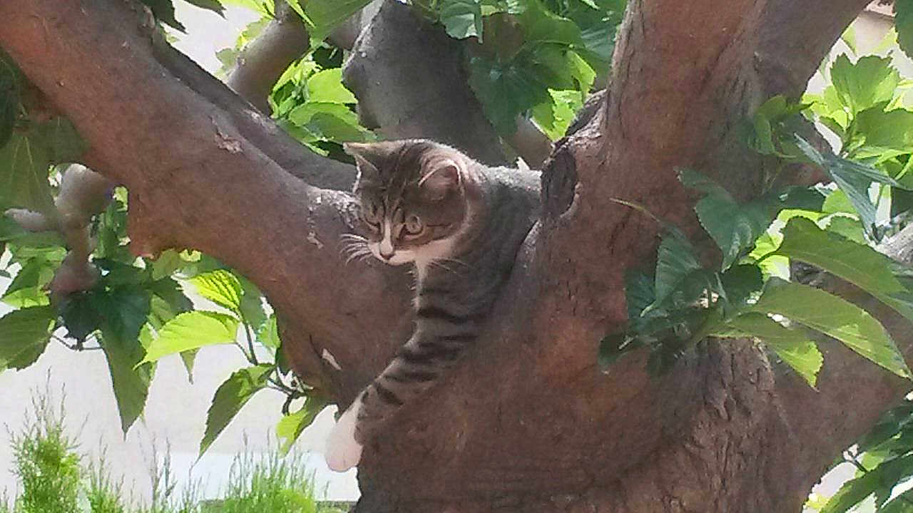 Skitty