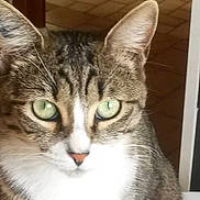 Skitty participe au concours pour gagner de l'argent avec cette photo :