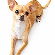 Tito is registered to the contest to win money with this photo: adorable, black_nose, brown_eyes, chihuahua, close_up, dog, front_legs, large_ears, lying_down, paws, pet, portrait, puppy, short_hair, small_dog, studio_photography, tail, tan_fur, white_background, white_chest