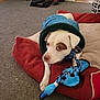 dog, puppy, white_dog, brown_marking, blue_coat, pet_bed, cushion, carpet, indoor, toy, rope_toy, duck_toy, paw, snout, ears, collar, resting, looking_up, cozy, home