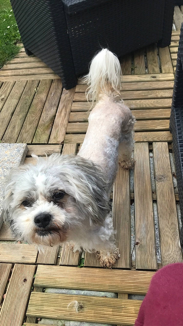 Shouki participe au concours pour gagner de l'argent avec cette photo : canidae, carnivore, catalan_sheepdog, dog, dog_breed, glen_of_imaal_terrier, havanese, kyi_leo, lhasa_apso, lowchen, mal_shi, maltese, mammal, petit_basset_griffon_vendeen, polish_lowland_sheepdog, sapsali, shih_tzu, sporting_lucas_terrier, tibetan_terrier, vertebrate